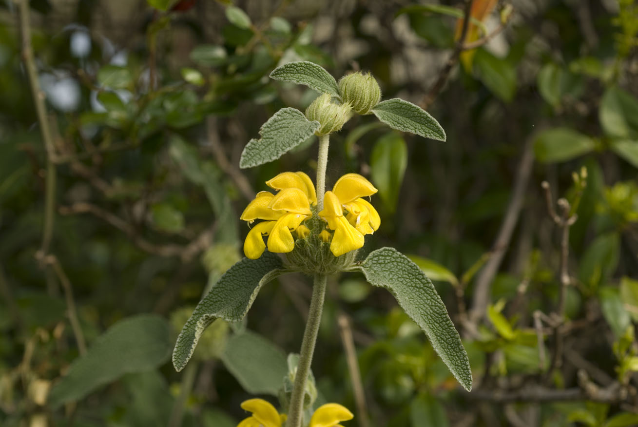 Phlomis fruticosa / Salvione giallo